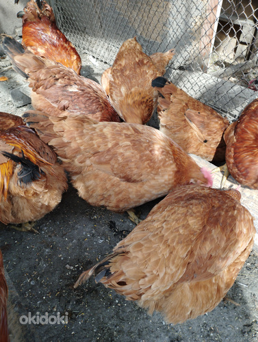 Ֆոքսի չիկի ճտեր (3)