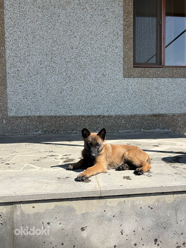 Բելգիական ավչառկա(մալինուա) (3)