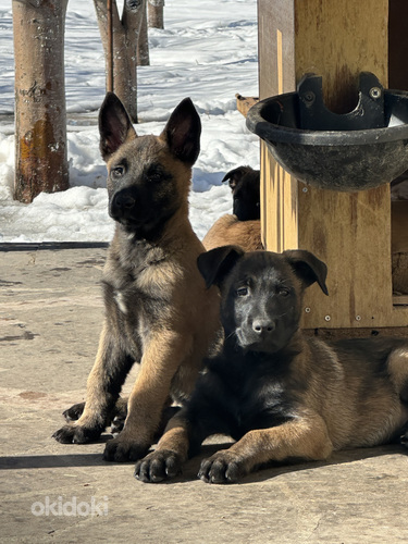 Բելգիական ավչառկա(մալինուա) (5)