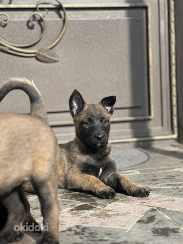 Բելգիական ավչառկա(մալինուա) (6)