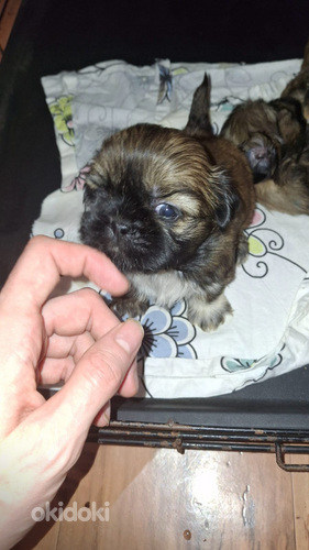 Šķirnes Ši-Tcu kucēni