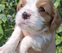 Tīršķirnes Kavaliera Kinga Čarlza Spaniels kucēni.