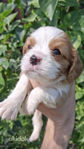 Чистокровные щенки Кавалер-Кинг-Чарльз-Спаниель!