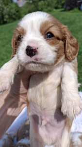 Tīršķirnes Kavaliera Kinga Čarlza Spaniels kucēni. (9 foto no 10)