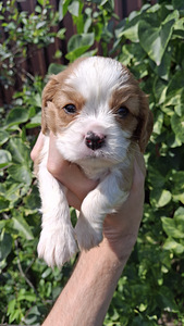 Tīršķirnes Kavaliera Kinga Čarlza Spaniels kucēni. (10 foto no 10)