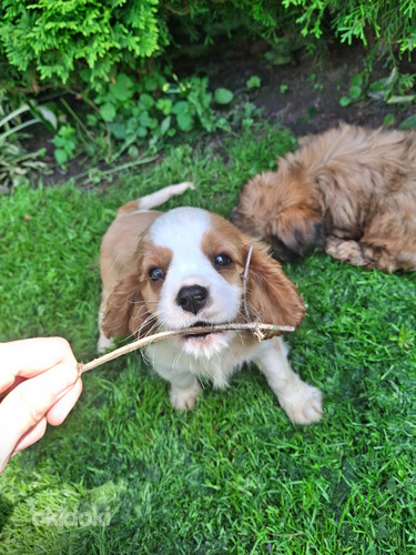 Щенки Кавалер-Кинг-Чарльз-Спаниель