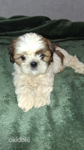 Tīršķirnes Ši-Tcu kucēni