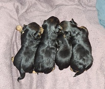 Щенки Йоркширского Терьера родились 21 сентября 2025