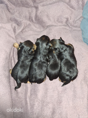 Jorkšīras Terjera Kucēni dzimuši 21. septembrī 2025