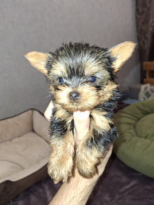 Mikro izmēra Jorks puika Baby-Face dzimis 21 septembrī 2025 (9 foto no 10)