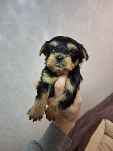 Tīršķirnes Jorkšīras terjeru kucēni dzimuši 4. novembrī 2025 (1 foto no 10)