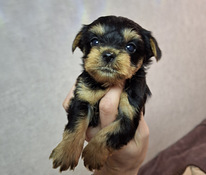 Tīršķirnes Jorkšīras terjeru kucēni dzimuši 4. novembrī 2025