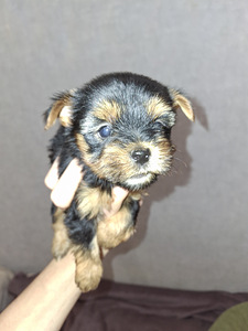 Tīršķirnes Jorkšīras terjeru kucēni dzima 04.11.2025. (2 foto no 10)