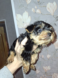 Чистокровные щенки Йоркширского Терьера родились 4 ноября (5 фото из 10)