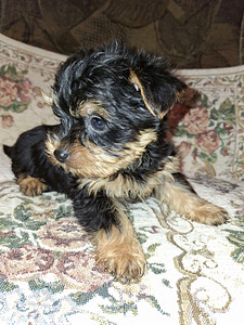 Чистокровные щенки Йоркширского Терьера родились 4 ноября (7 фото из 10)