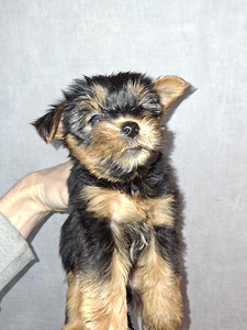 Tīršķirnes Jorkšīras terjera kucēni dzimuši 4. novembrī 2025 (1 foto no 10)