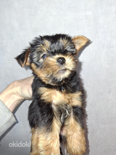 Tīršķirnes Jorkšīras terjera kucēni dzimuši 4. novembrī 2025