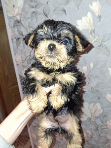 Tīršķirnes Jorkšīras terjera kucēni dzimuši 4. novembrī 2025 (2 foto no 10)