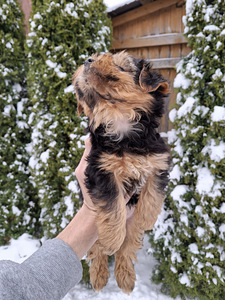 Jorkšīras terjera kucēni! 16.01.2026 (4 foto no 10)