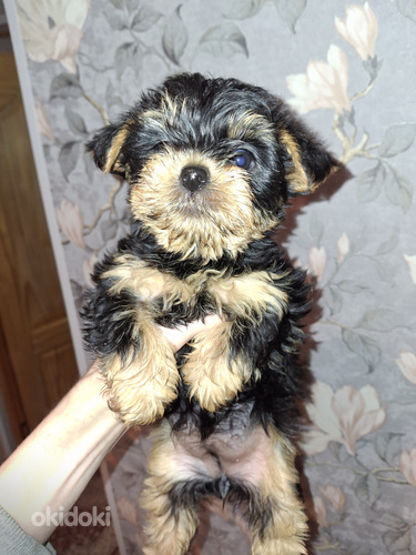 Чистокровные щенки йоркширского терьера 23.01.2026