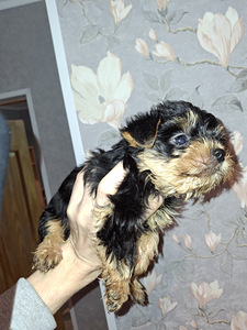 Чистокровные щенки йоркширского терьера 23.01.2026 (2 фото из 10)