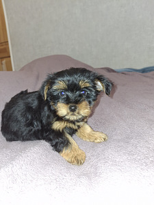 Чистокровные щенки йоркширского терьера 23.01.2026 (8 фото из 10)