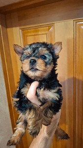 Tīršķirnes Jorkšīras terjeru kucēni (3 foto no 10)