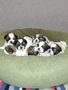 Ideāli tīršķirnes Ši-cu kucēni. Dzima 28. janvārī 2026 (1 foto no 10)