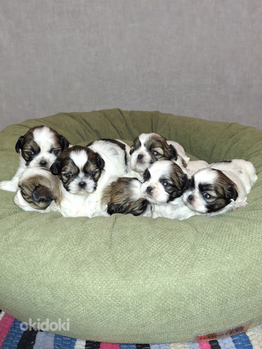 Ideāli tīršķirnes Ši-cu kucēni. Dzima 28. janvārī 2026