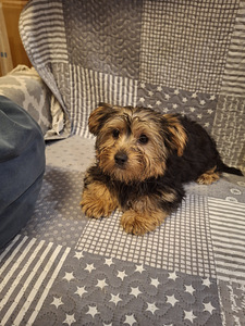 Jorkšīras terjera kucēni 02.03.2026 (3 foto no 10)