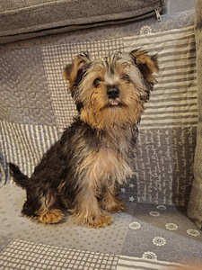 Jorkšīras terjera kucēni 02.03.2026 (9 foto no 10)