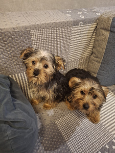 Jorkšīras terjera kucēni 02.03.2026 (10 foto no 10)