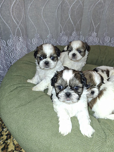 Ideāli tīršķirnes Ši-tcu kucēni. 12.03.2026 (3 foto no 10)