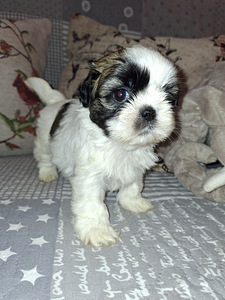 Ideāli tīršķirnes Ši-tcu kucēni. 12.03.2026 (10 foto no 10)