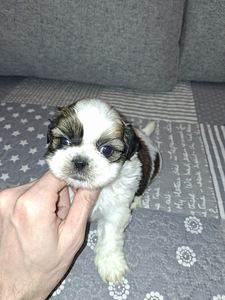 Ideāli tīršķirnes Ši-tcu kucēni. 22.03.2026 (5 foto no 10)