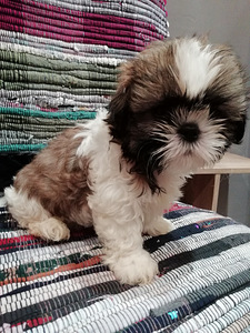 Ideāli tīršķirnes Ši-tcu kucēni. 28.03.2026 (1 foto no 10)