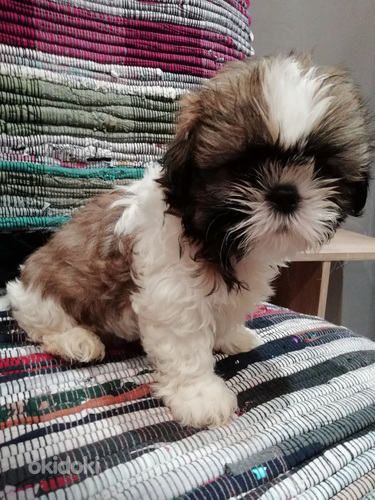 Ideāli tīršķirnes Ši-tcu kucēni. 28.03.2026