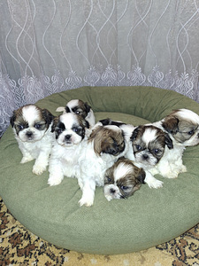 Ideāli tīršķirnes Ši-tcu kucēni. 28.03.2026 (7 foto no 10)