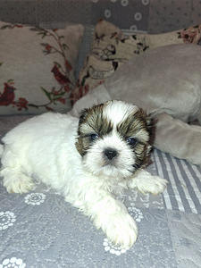 Ideāli tīršķirnes Ši-tcu kucēni. 28.03.2026 (9 foto no 10)