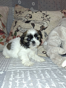 Идеальные чистокровные щенки Ши-тцу. 22.04.2026 (7 фото из 10)