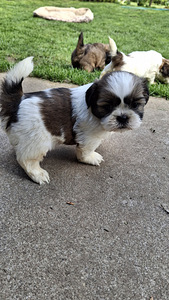 Ideāli Šicu kucēni 11.06.2026 (5 foto no 10)