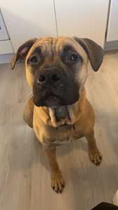 Loppuelämän kotia etsii nuori uros (1 valokuva sivusta 2)