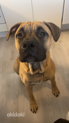 Loppuelämän kotia etsii nuori uros