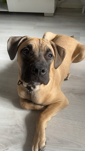 Loppuelämän kotia etsii nuori uros (2 valokuva sivusta 2)