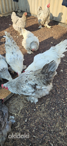 Բրամա ցեղատեսակի աքլորներ (8)