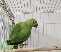 Tutak kramera