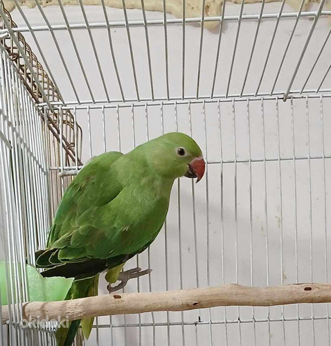 Крамер попугай