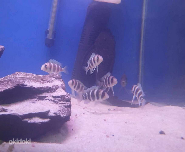 Ձկներ տարբեր տեսակի (2)