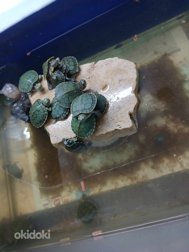 Ձկներ տարբեր տեսակի (4)