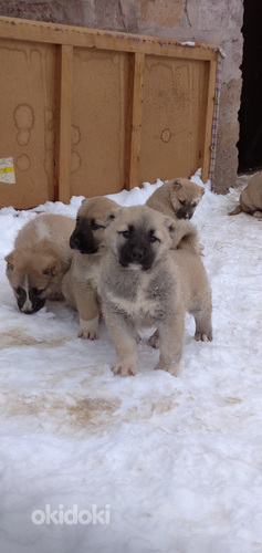 Հայկական Գամփռ (3)